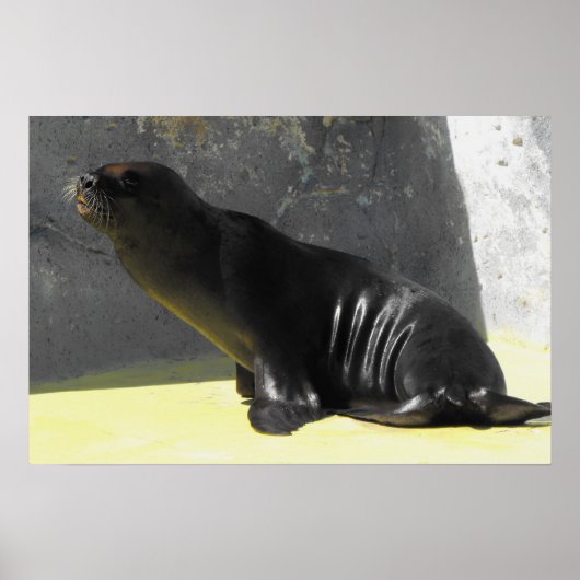 Seelöwe sitzend poster (Vorne)