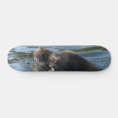 Seelöwe Skateboard (Horizontal)
