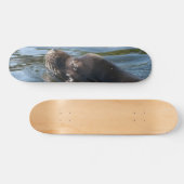 Seelöwe Skateboard (Horizontal)