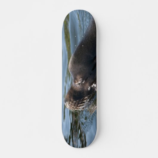 Seelöwe Skateboard (Vorne)