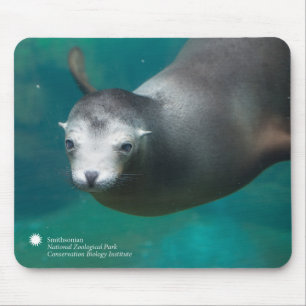 Seelöwe Smithsonian   Mousepad