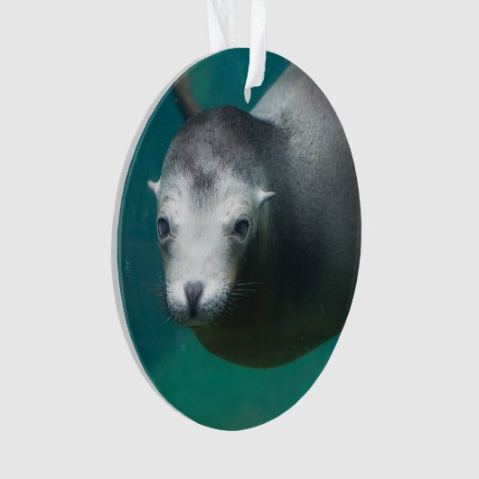 Seelöwe Smithsonian | Ornament (Vorderseite)