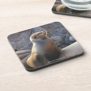 Seelöwe Untersetzer