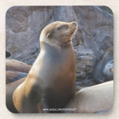 Seelöwe Untersetzer (Vorderseite)