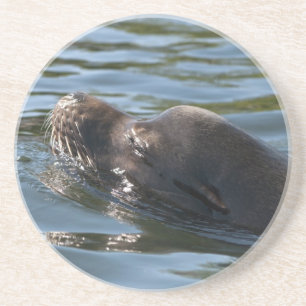Seelöwe Untersetzer