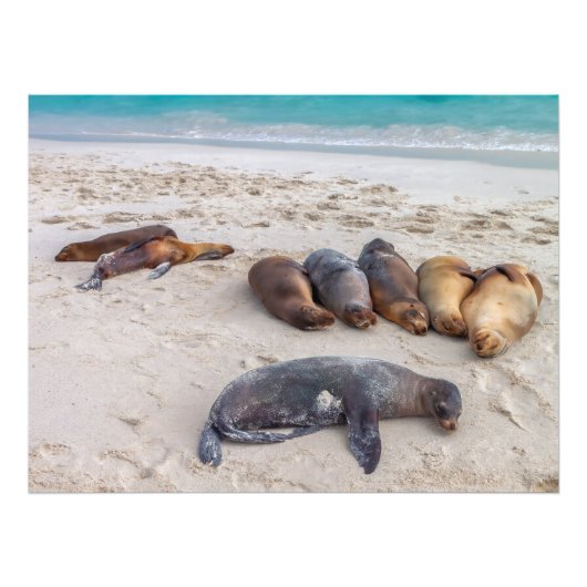 Seelöwen am Strand Fotodruck (Vorne)