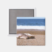 Seelöwen am Strand Magnet (Vorderseite/Rückseite)