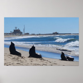 Seelöwen am Strand Poster
