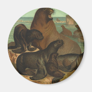 Seelöwen am Strand, Vintage Meeresleben Tier Magnet