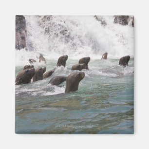 Seelöwen angezogen in das Wasser zur Uhr Magnet