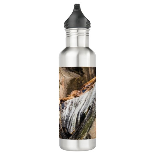 Seelöwen auf den Felsen Edelstahlflasche (Rechts)