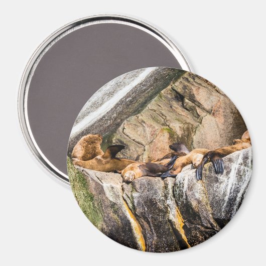 Seelöwen auf den Felsen Magnet (Vorderseite/Rückseite)