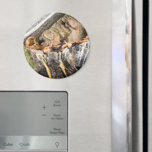 Seelöwen auf den Felsen Magnet