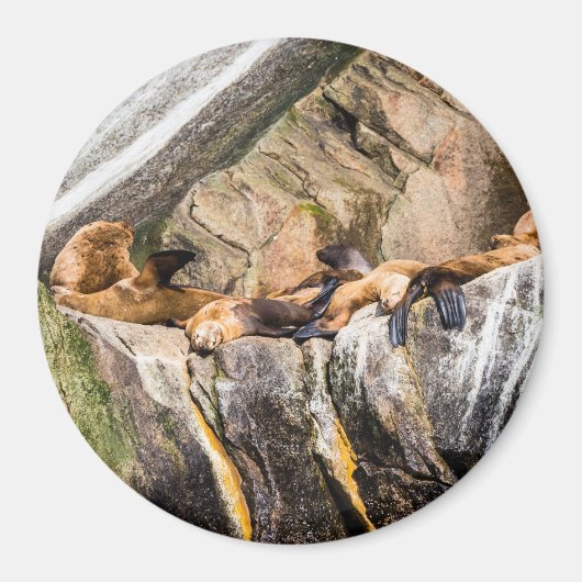 Seelöwen auf den Felsen Magnet (Vorne)