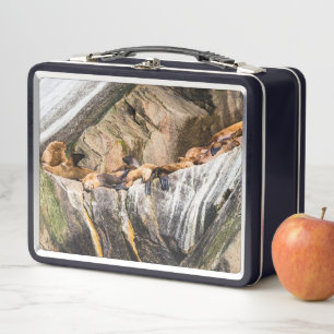 Seelöwen auf den Felsen Metall Brotdose