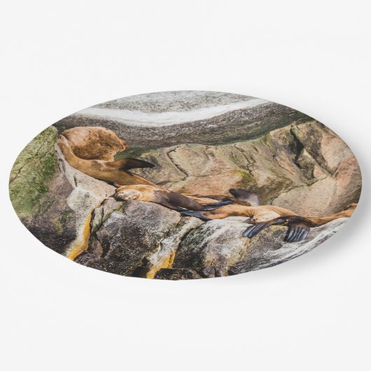 Seelöwen auf den Felsen Pappteller (Schrägansicht)