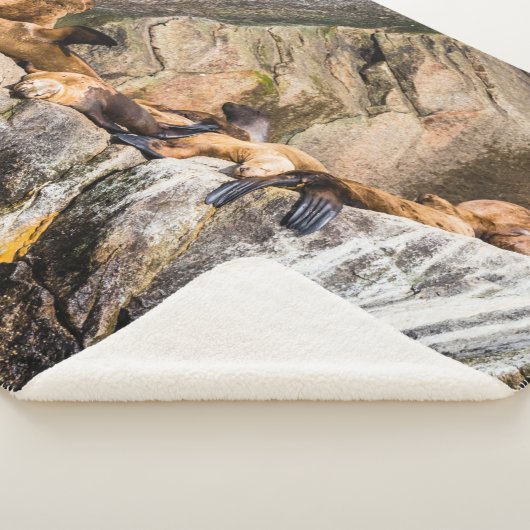 Seelöwen auf den Felsen Sherpadecke (3/4)