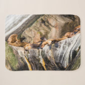 Seelöwen auf den Felsen Sherpadecke (Vorderseite (Horizontal))