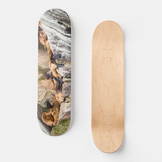 Seelöwen auf den Felsen Skateboard (Vorderseite)
