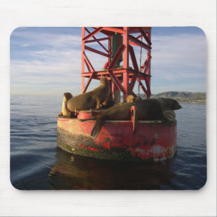 Seelöwen, die auf einer Boje in Dana Point sich Mousepad