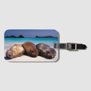 Seelöwen, die auf Strand   Ecuador schlafen Gepäckanhänger