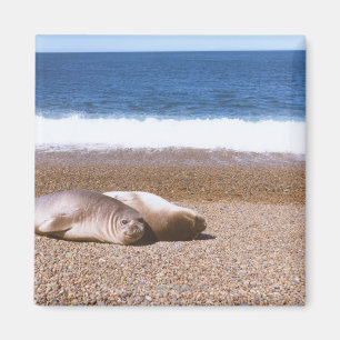 Seelöwen, die auf Strand stillstehen Magnet
