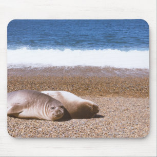 Seelöwen, die auf Strand stillstehen Mousepad