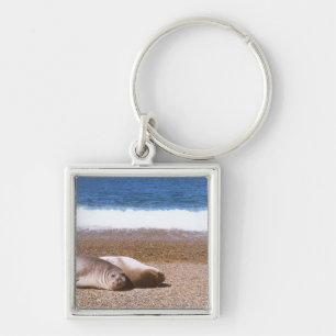 Seelöwen, die auf Strand stillstehen Schlüsselanhänger