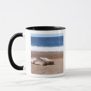 Seelöwen, die auf Strand stillstehen Tasse