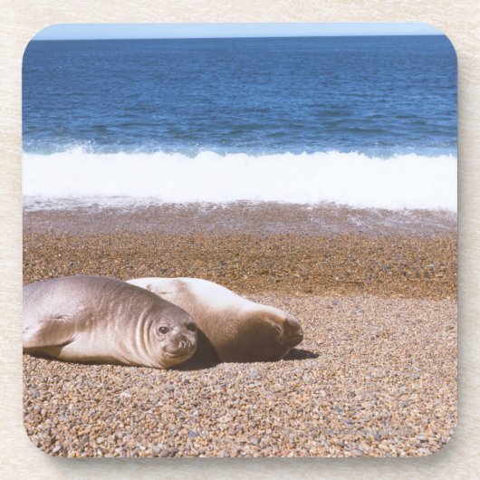 Seelöwen, die auf Strand stillstehen Untersetzer (Vorderseite)