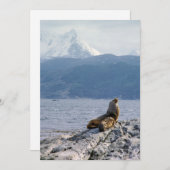 Seelöwen im Beagle - Argentinien Einladung (Vorne/Hinten)