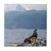 Seelöwen im Beagle - Argentinien Fliese (Vorderseite)