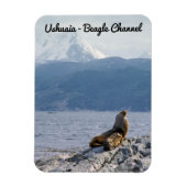 Seelöwen im Beagle - Argentinien Magnet (Vertikal)