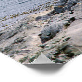 Seelöwen im Beagle - Argentinien Poster (Ecke)