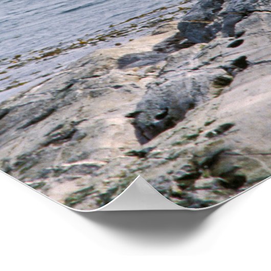 Seelöwen im Beagle - Argentinien Poster (Ecke)