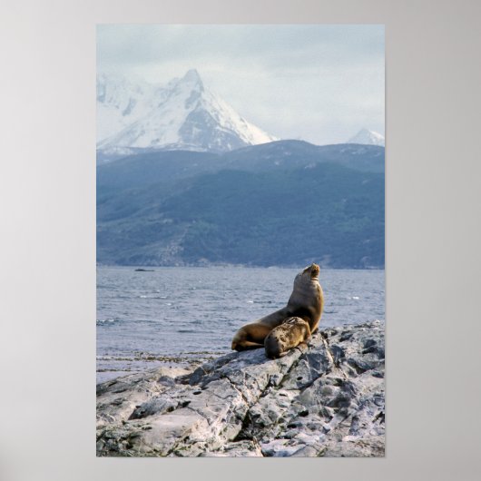 Seelöwen im Beagle - Argentinien Poster (Vorne)