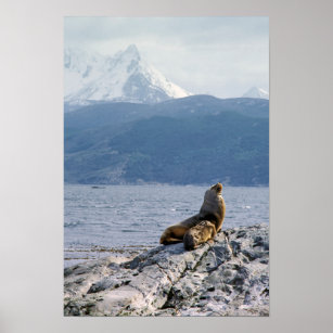Seelöwen im Beagle - Argentinien Poster