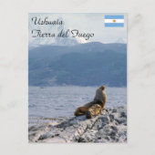 Seelöwen im Beagle - Argentinien Postkarte (Vorderseite)