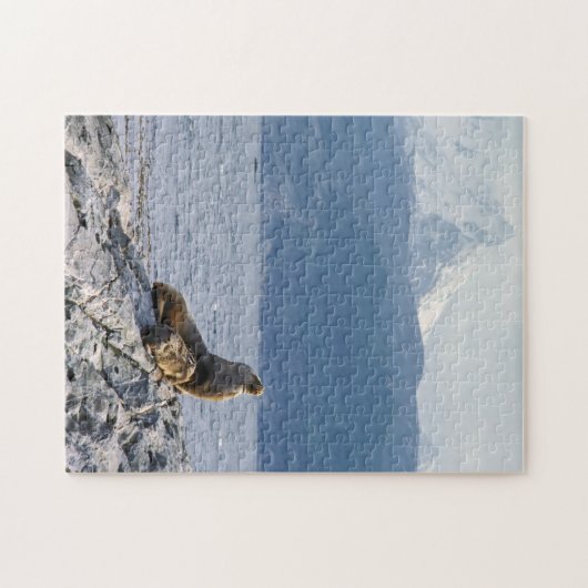 Seelöwen im Beagle - Argentinien Puzzle (Horizontal)