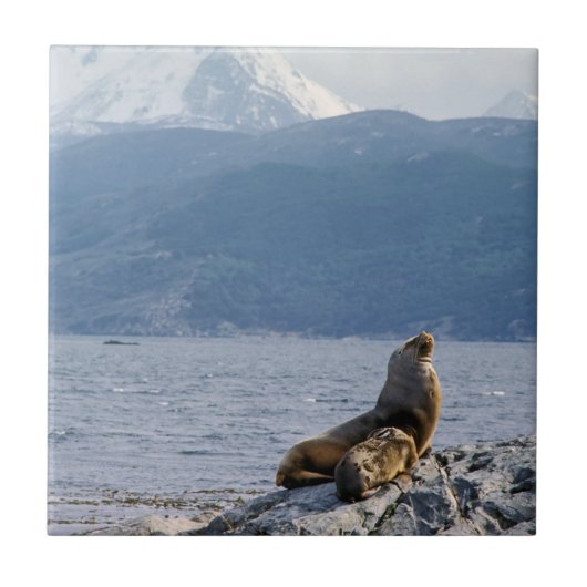 Seelöwen im Beagle-Kanal - Argentinien Fliese (Vorderseite)