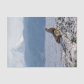 Seelöwen im Beagle-Kanal - Argentinien Seidenpapier (Vorderseite)