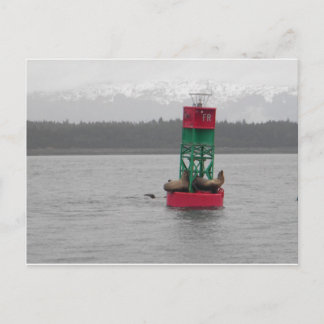 Seelöwen in Juneau, Alaska Postkarte