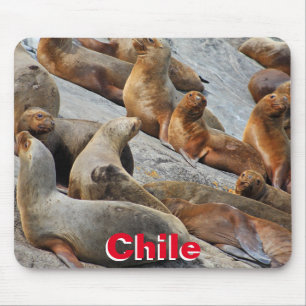 Seelöwen in Patagonien, Chile Mousepad