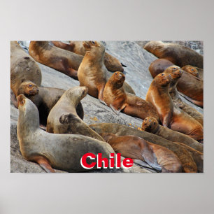 Seelöwen in Patagonien, Chile Poster