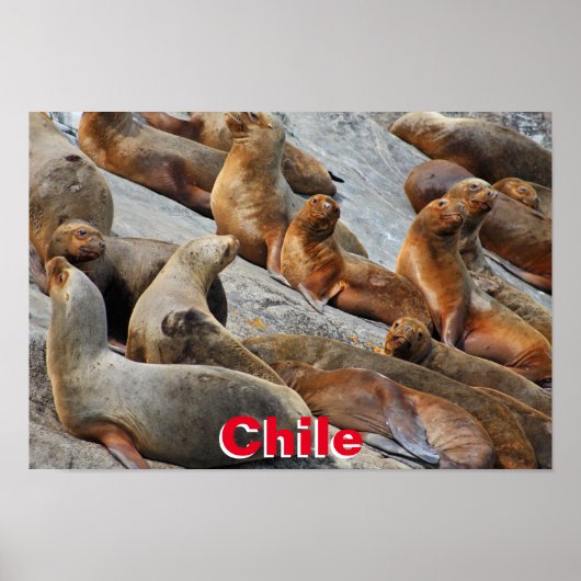 Seelöwen in Patagonien, Chile Poster (Vorne)