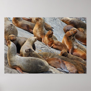 Seelöwen in Patagonien, Chile Poster
