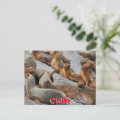 Seelöwen in Patagonien, Chile Postkarte (Stehend Vorderseite)