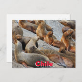 Seelöwen in Patagonien, Chile Postkarte (Vorne/Hinten)
