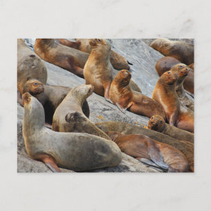 Seelöwen in Patagonien, Chile Postkarte