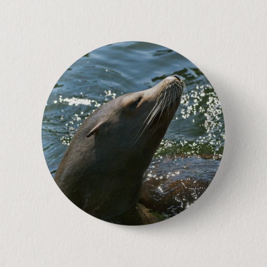 Seelöwen-Knöpfe Button (Vorderseite)
